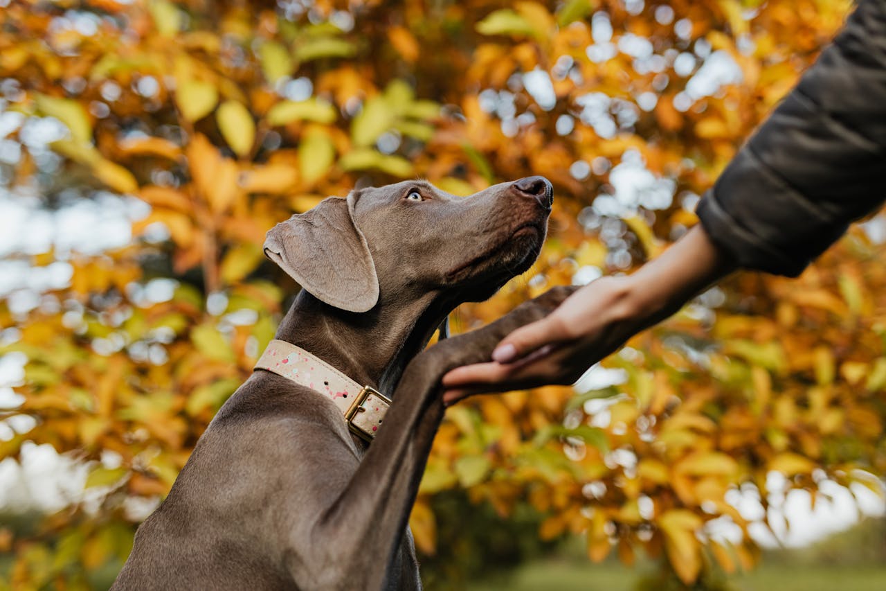 portfolio-02 A Weimaraner dog shakes hands in a colorful autumn park setting.