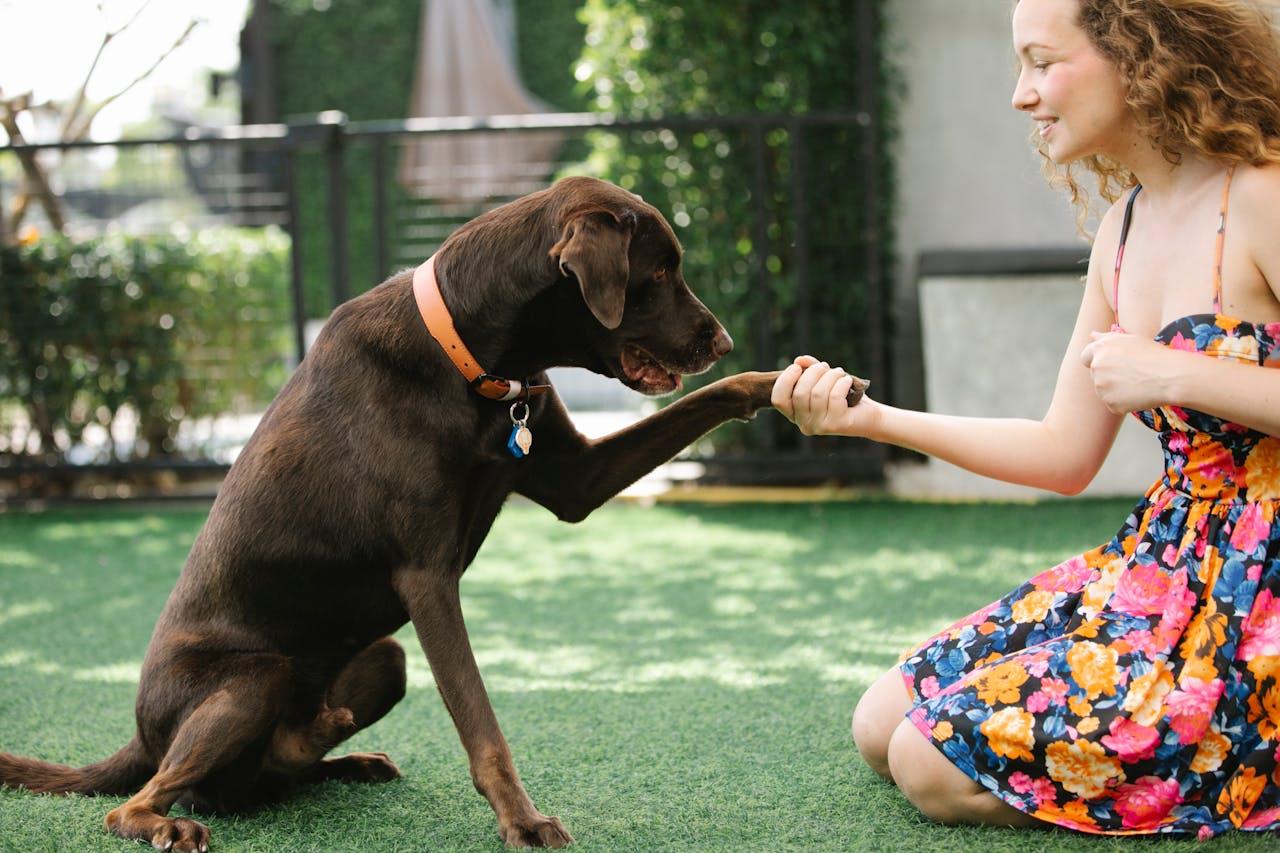 portfolio-03 A cheerful woman in a floral dress interacting with her friendly chocolate labrador on a sunny lawn.